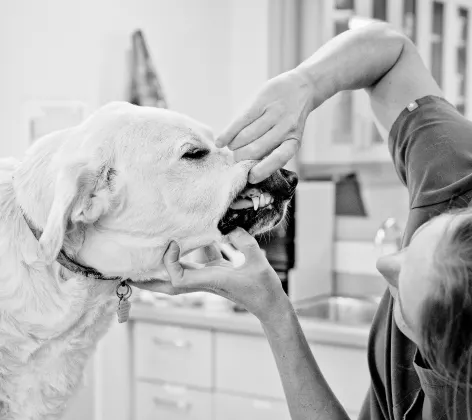 Black and white photo of a dog getting its teeth checked